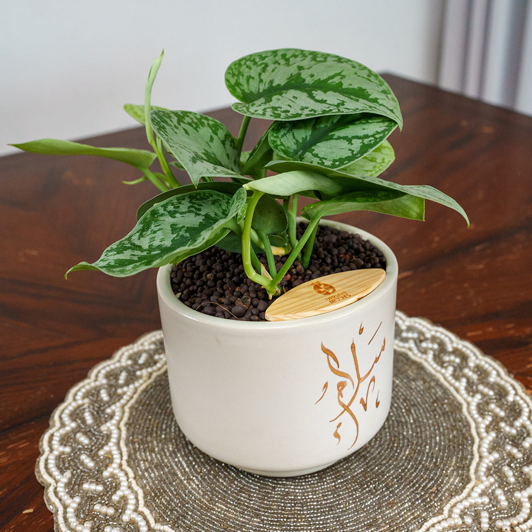 "Salam" Limited Edition Haku - Urban Roots X Shatila Scribes