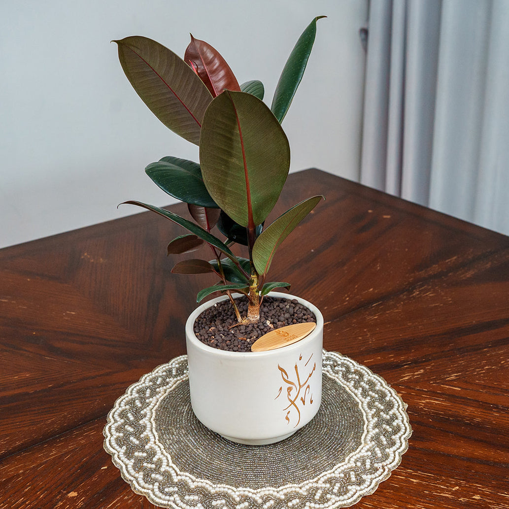 "Salam" Limited Edition Haku - Urban Roots X Shatila Scribes