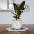 Potted plant on a wooden table with a white wall in the background