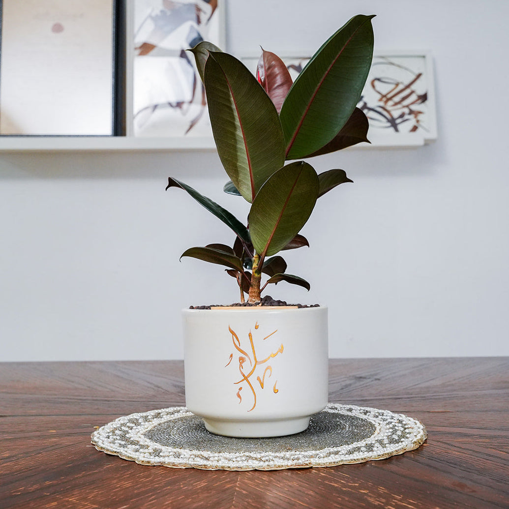 Potted plant on a wooden table with a white wall in the background