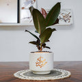 Potted plant on a wooden table with a white wall and framed pictures in the background