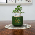 Bonsai tree in a green pot on a wooden table with a white wall and framed pictures in the background.