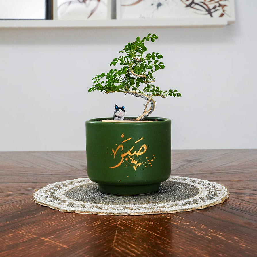 Bonsai tree in a green pot on a wooden table with a white wall and framed pictures in the background.