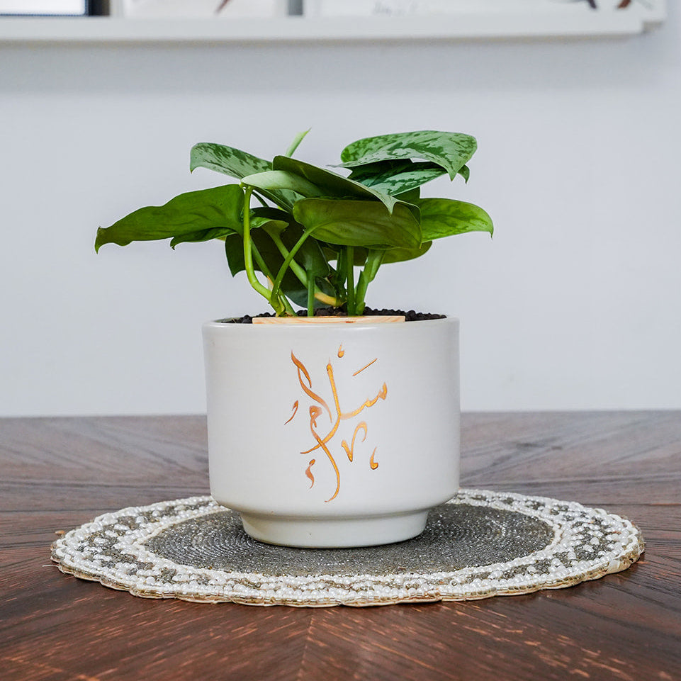 Potted plant on a wooden table with a white wall and framed pictures in the background