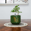 Green bonsai pot with a small tree on a wooden table, framed pictures in the background.
