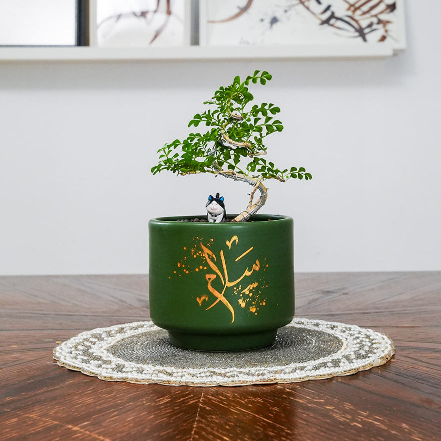 Green bonsai pot with a small tree on a wooden table, framed pictures in the background.