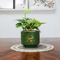 Green potted plant on a wooden table with a white wall and framed pictures in the background