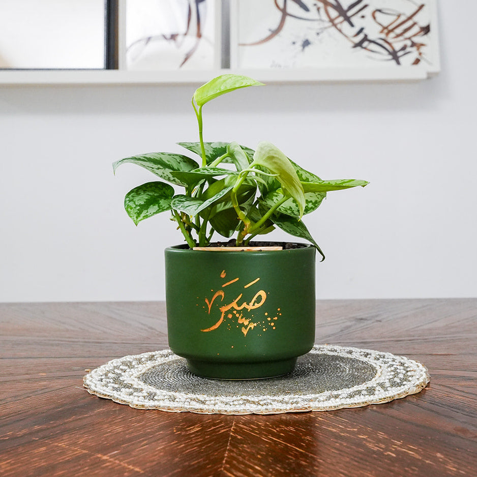 Green potted plant on a wooden table with a white wall and framed pictures in the background