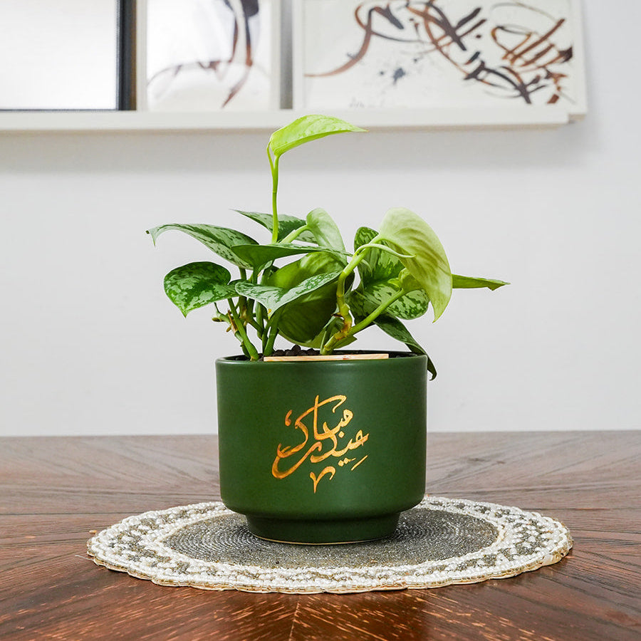 Green potted plant on a wooden table with a white wall and framed pictures in the background