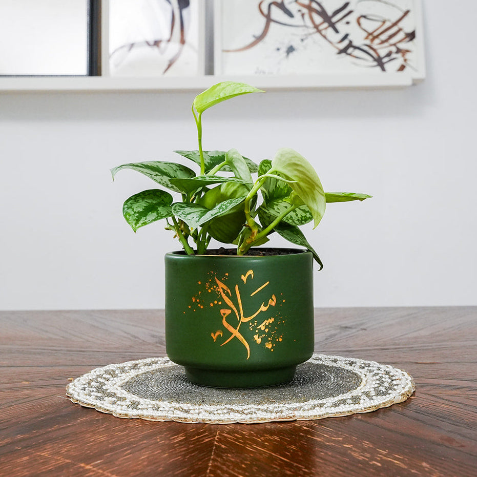 Potted plant on a wooden table with decorative elements in the background