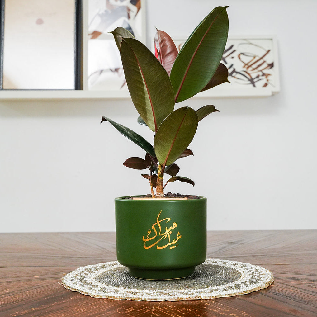 Potted plant on a wooden table with a white wall and framed picture in the background