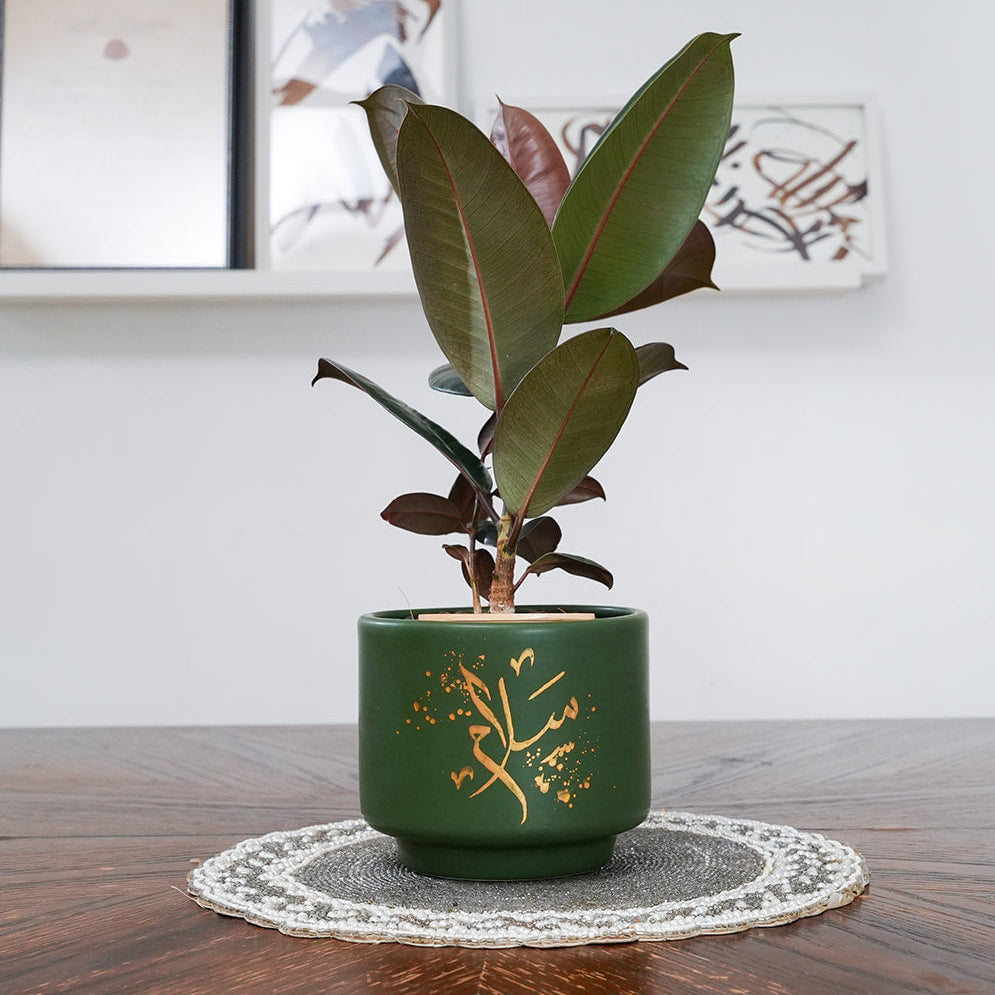 Green potted plant on a wooden table with a white wall in the background