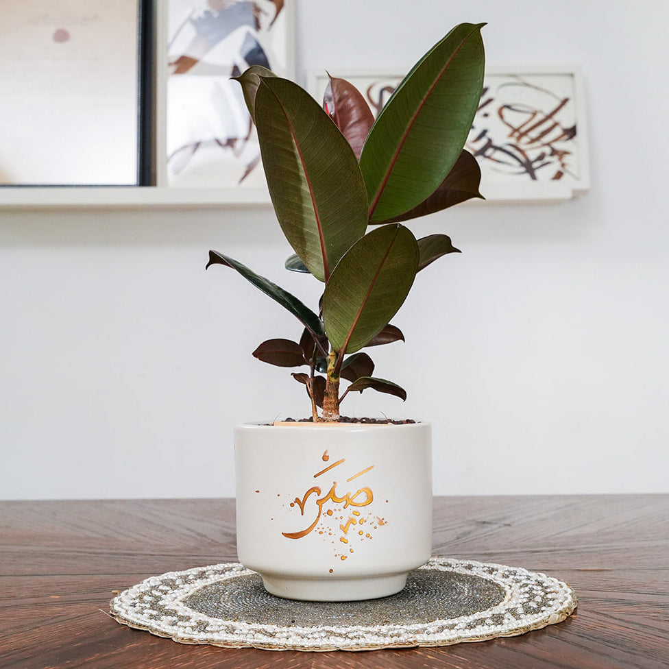 Potted plant on a wooden table with a white wall in the background
