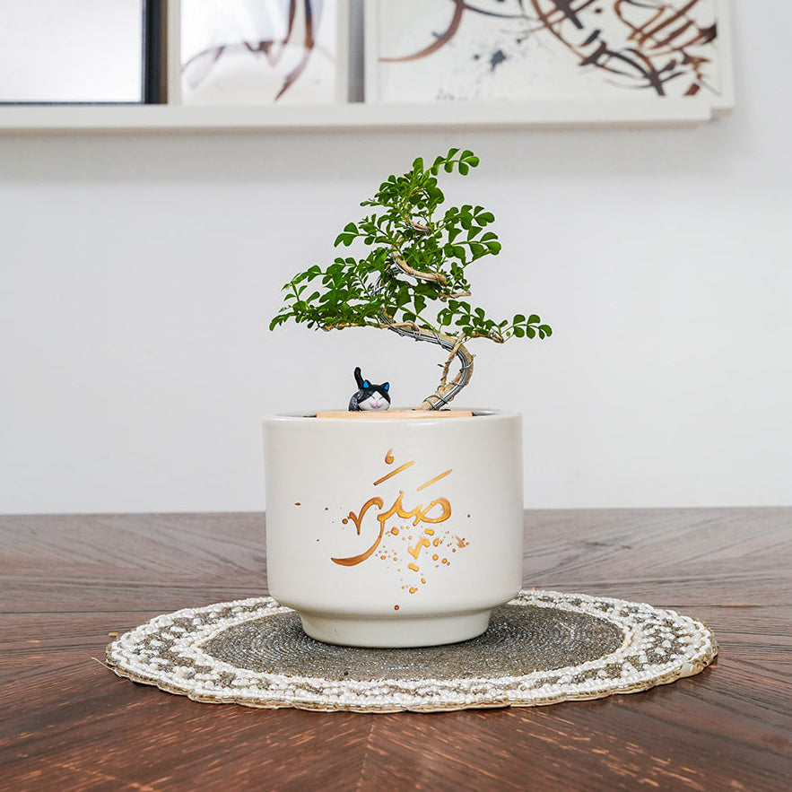 Bonsai tree in a pot on a wooden table with decorative elements in the background