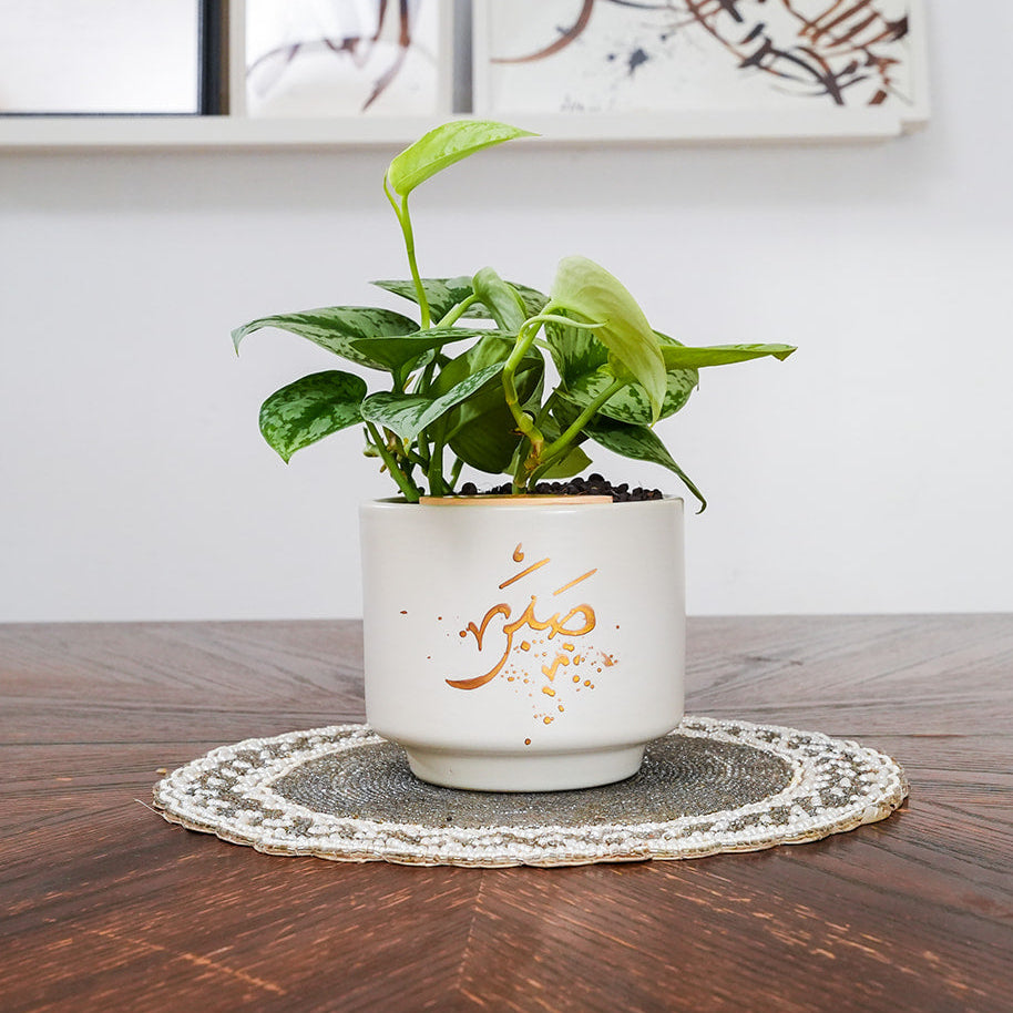 Potted plant on a wooden table with a white wall and framed pictures in the background