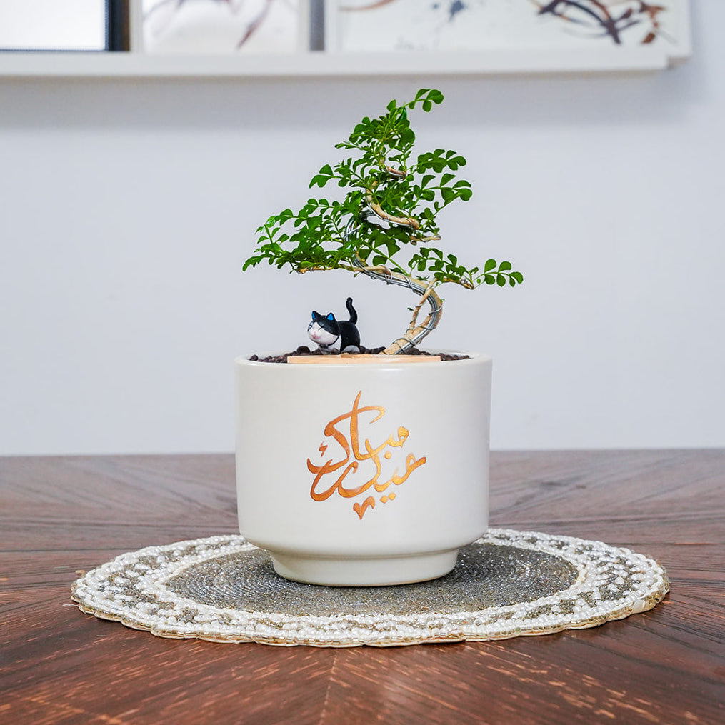 Bonsai tree in a decorative pot on a wooden table with a white wall background
