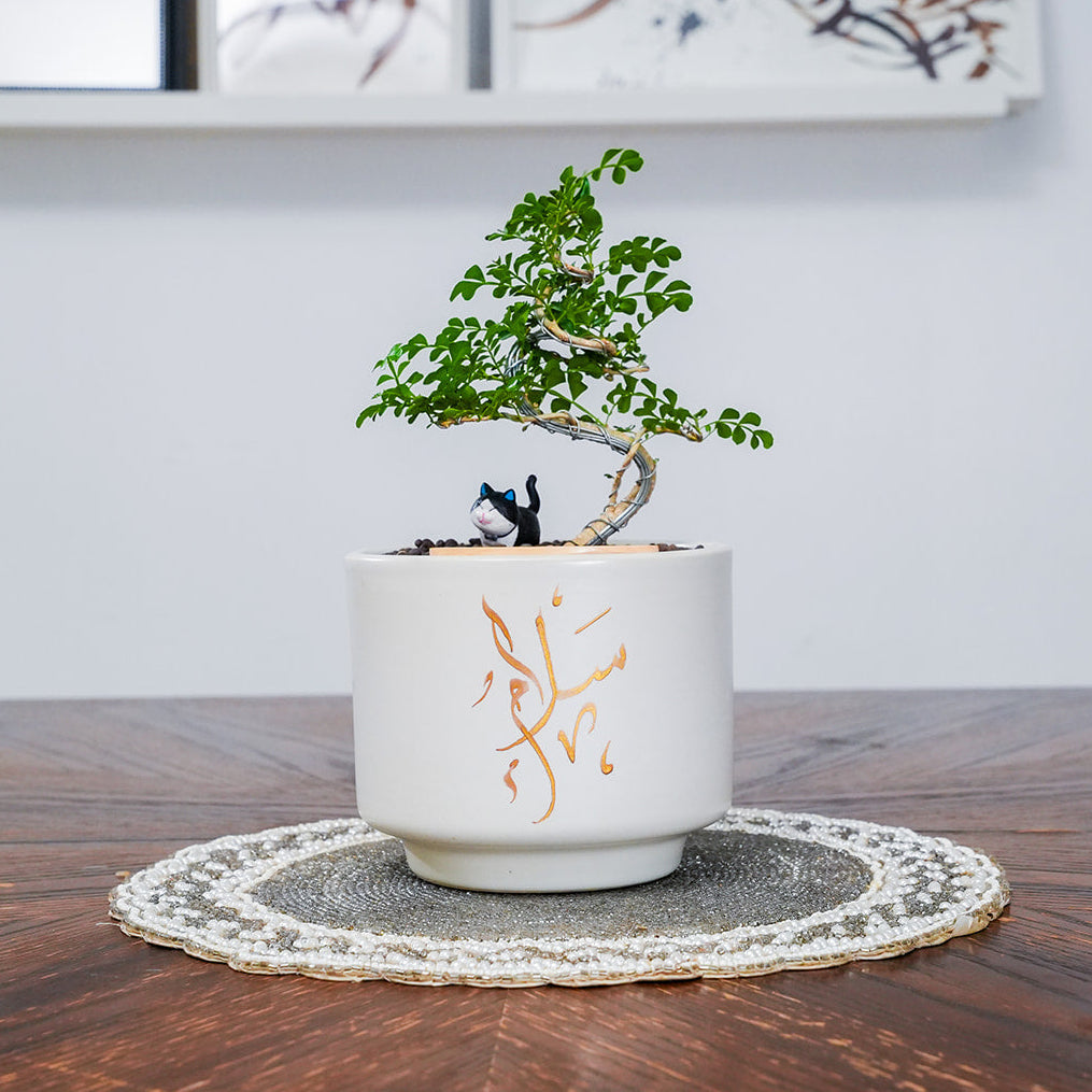 Small potted bonsai tree on a wooden table with a white wall background