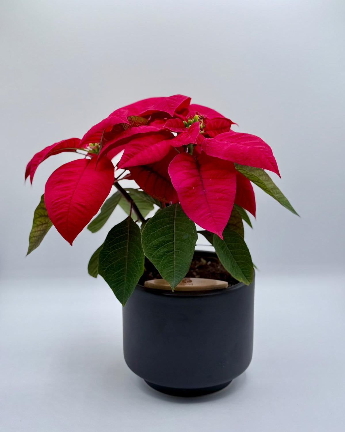 Potted poinsettia plant with red leaves on a white background