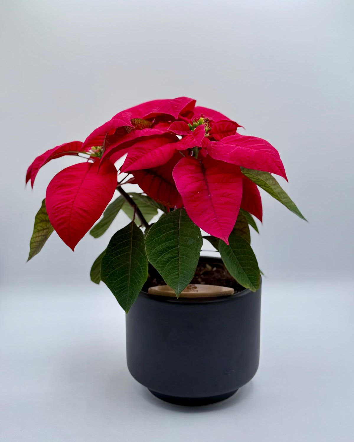 [PRE ORDER] The Christmas Poinsettia — Limited Edition