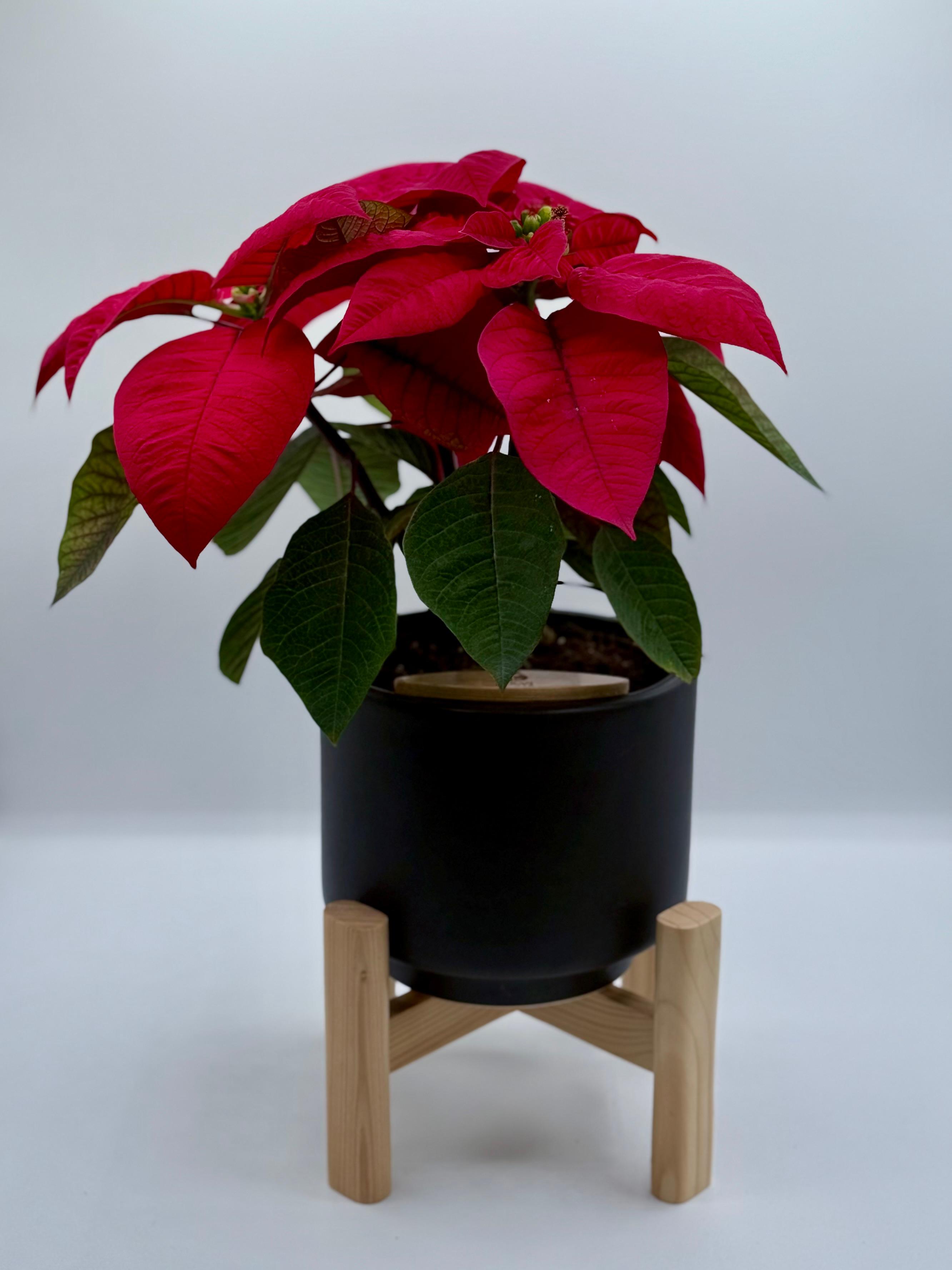 [PRE ORDER] The Christmas Poinsettia — Limited Edition