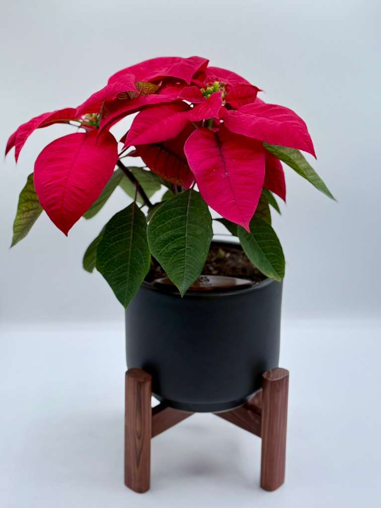 [PRE ORDER] The Christmas Poinsettia — Limited Edition