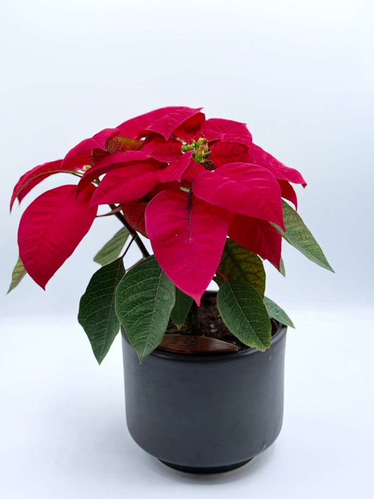 [PRE ORDER] The Christmas Poinsettia — Limited Edition