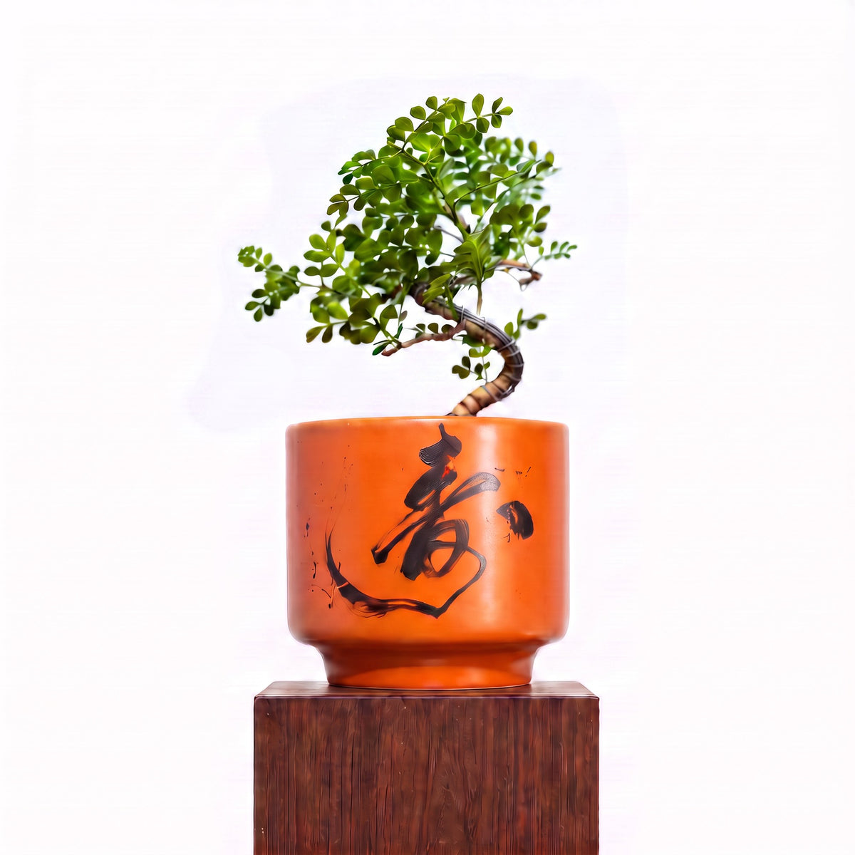 "春 Chūn" Spring — Limited Edition Mid-Autumn Haku