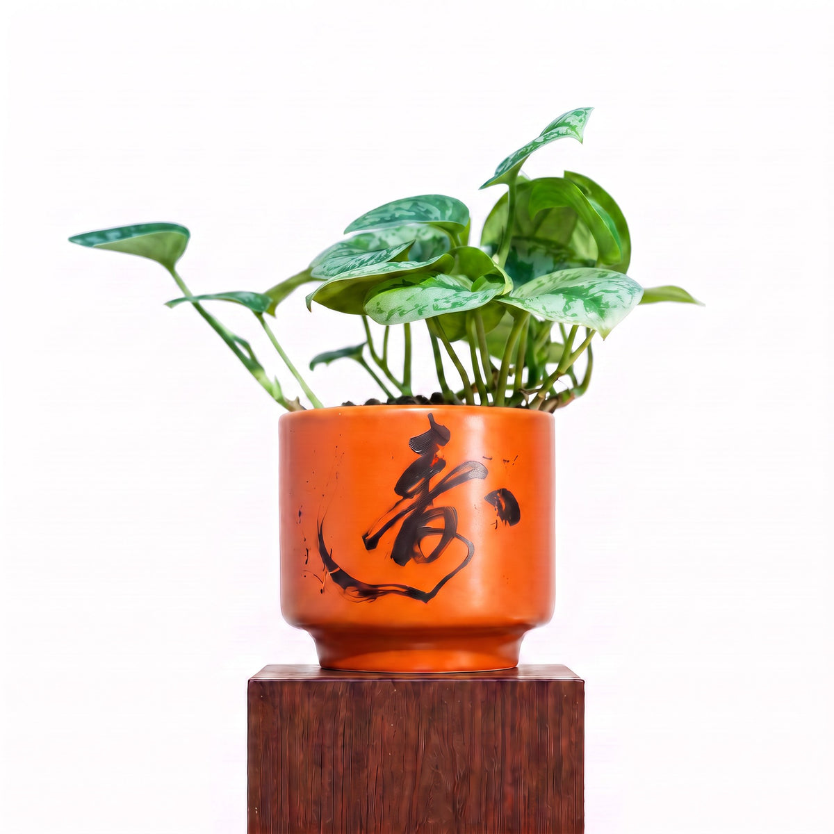 "春 Chūn" Spring — Limited Edition Mid-Autumn Haku