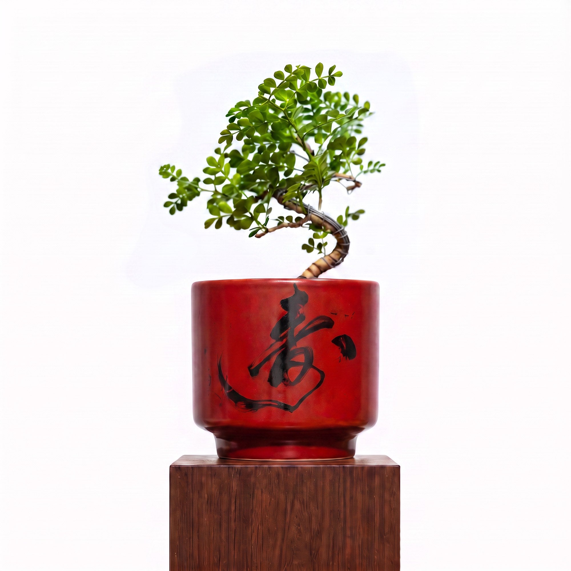 "春 Chūn" Spring — Limited Edition Mid-Autumn Haku