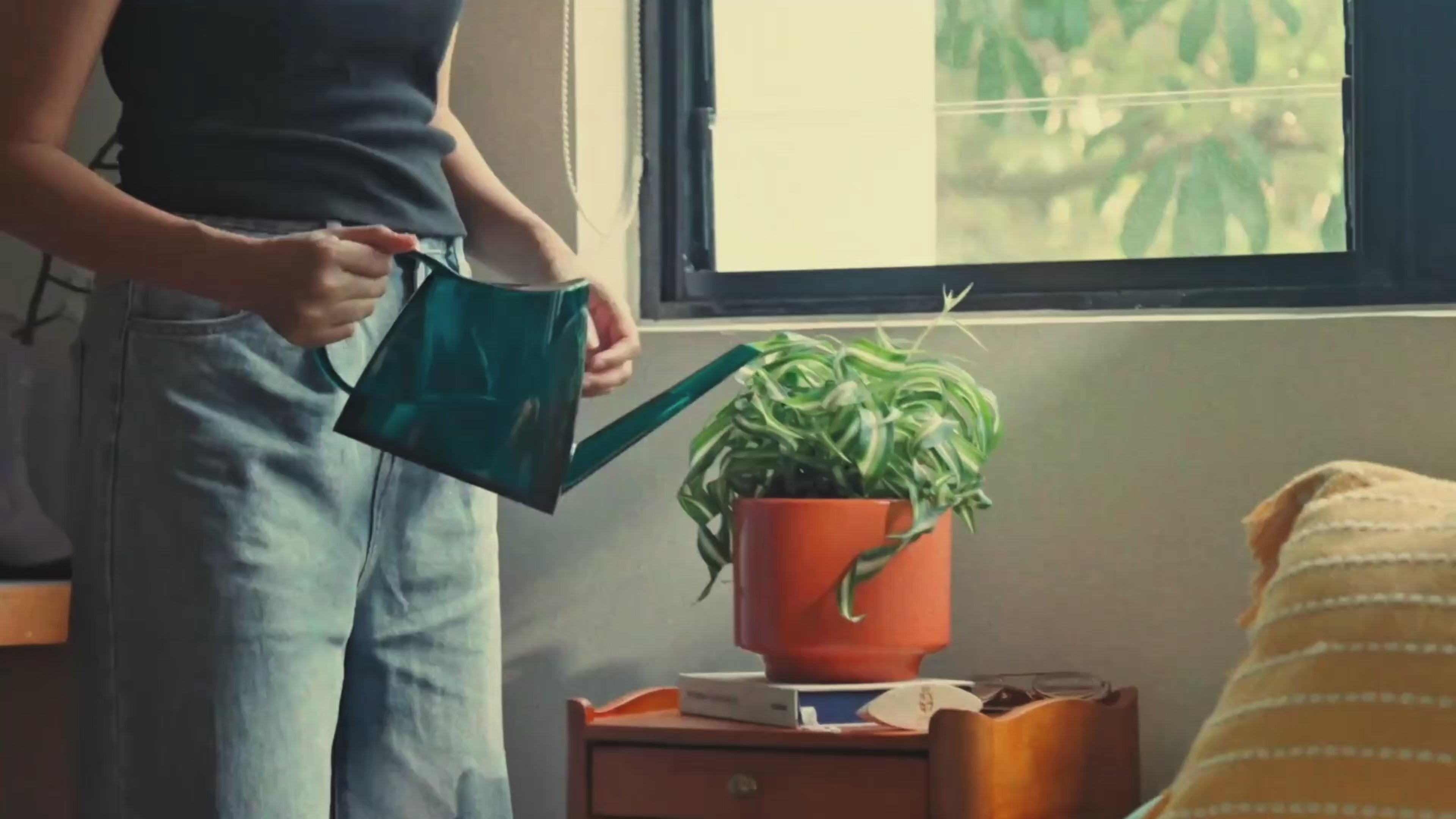 Bonsai in Toto pot (Feroniea Lucida Bonsai)